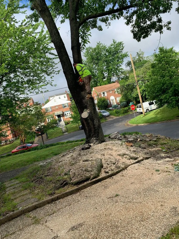 Slide of Bonilla Lumber Jacks