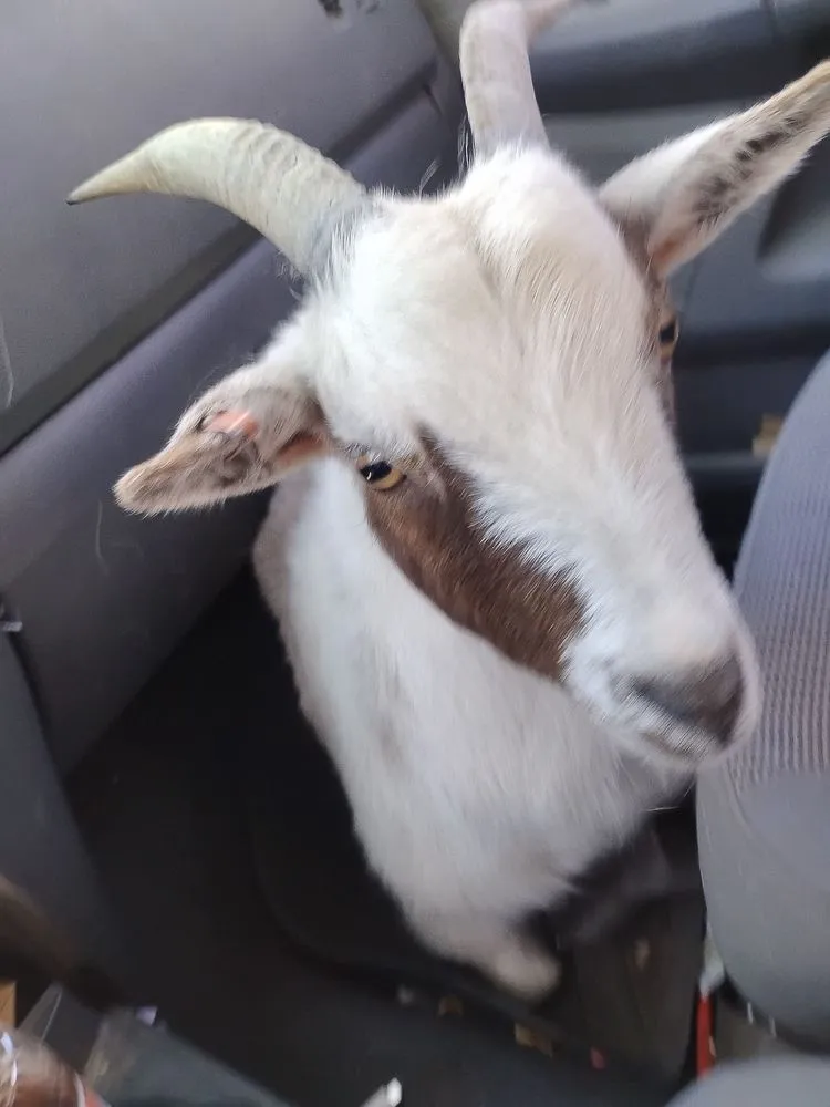 Slide of Bravestone remodeling