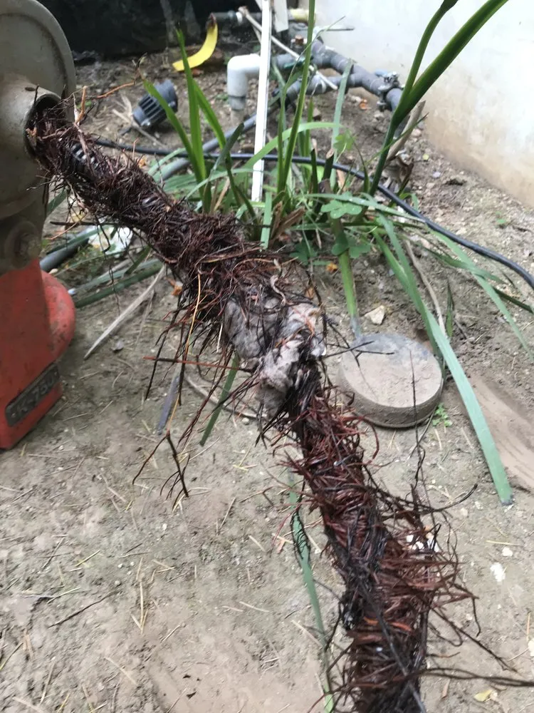 Professional leak detection service in Pasadena, CA - Bubbles Plumbing & Electrical