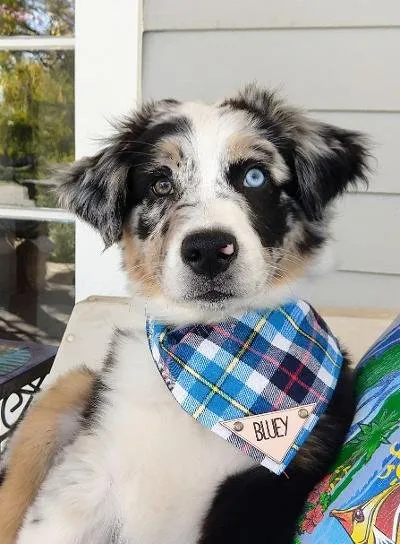 Slide of Bubbles Plumbing & Electrical