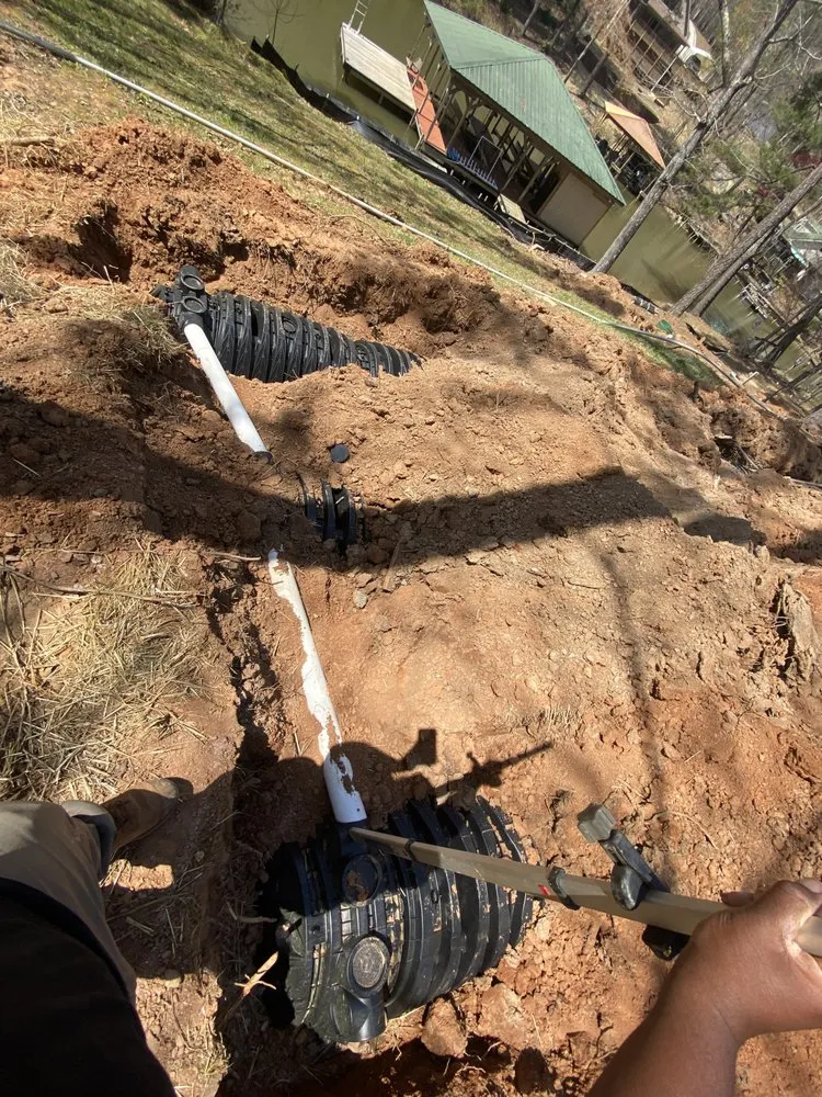 Slide of Bull Shark Septic