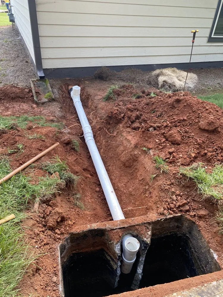 Slide of Bull Shark Septic