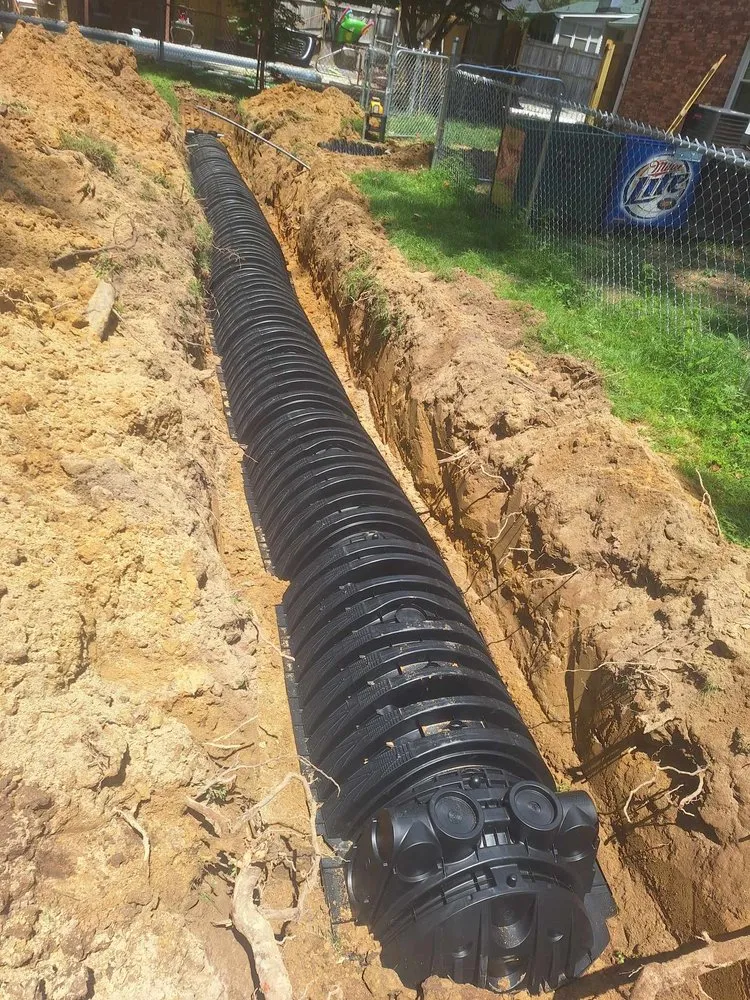 Slide of Bull Shark Septic