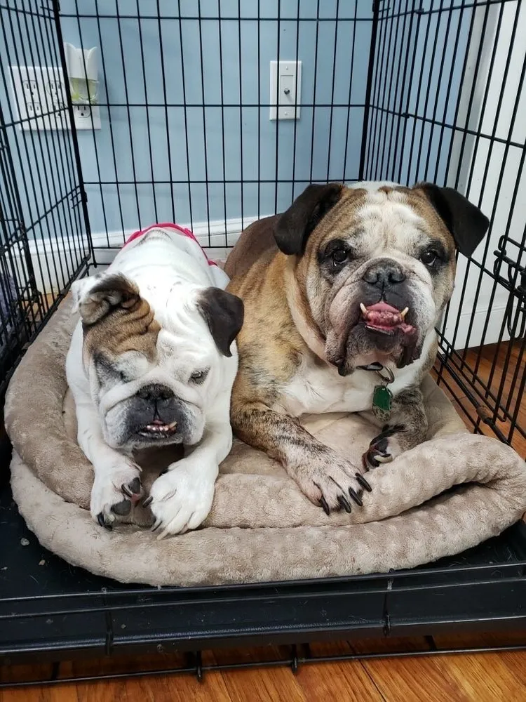 Slide of Bulldog Plumbing and Heating