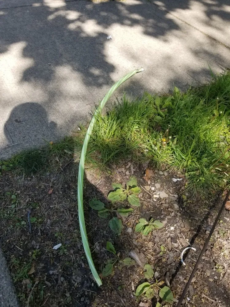 Slide of Bulldog Sewer Cleaning