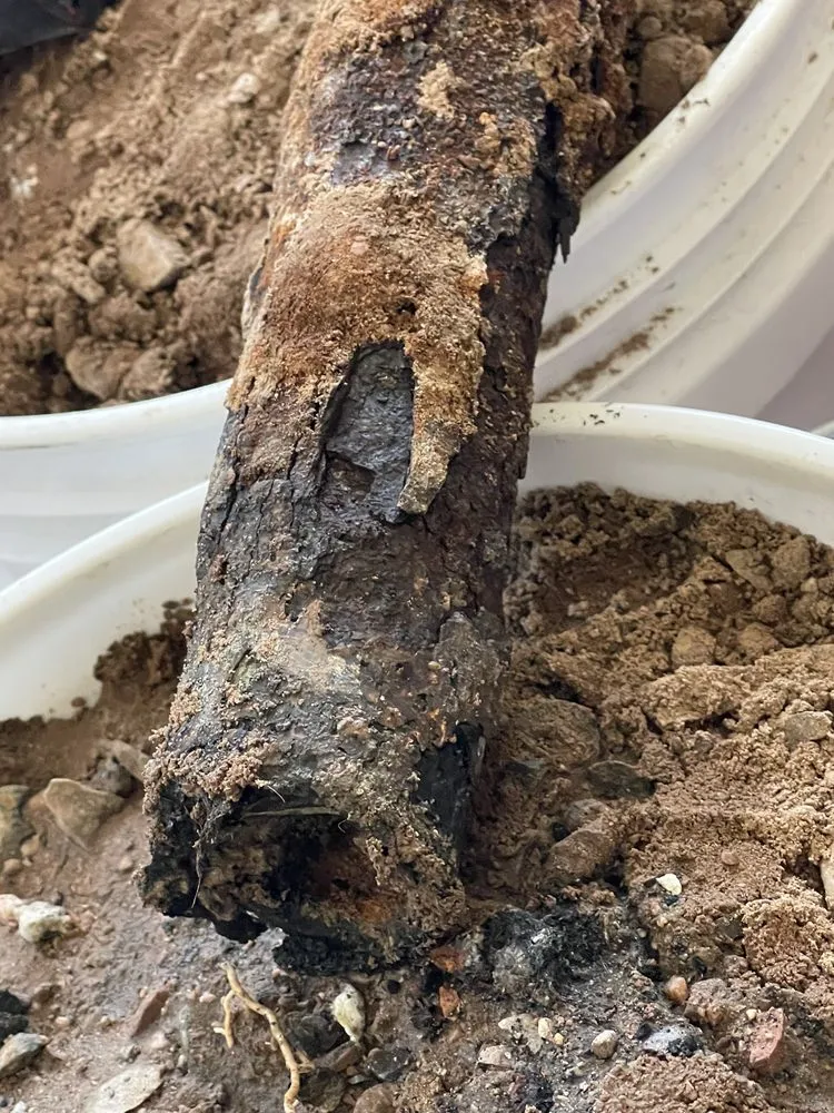 Professional plumbing repair in Glendale, AZ by Bumble Bee Home Services