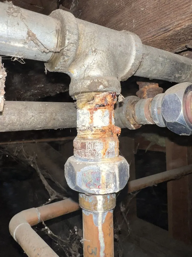 Slide of Bunnies Plumbing & Trenchless Technology