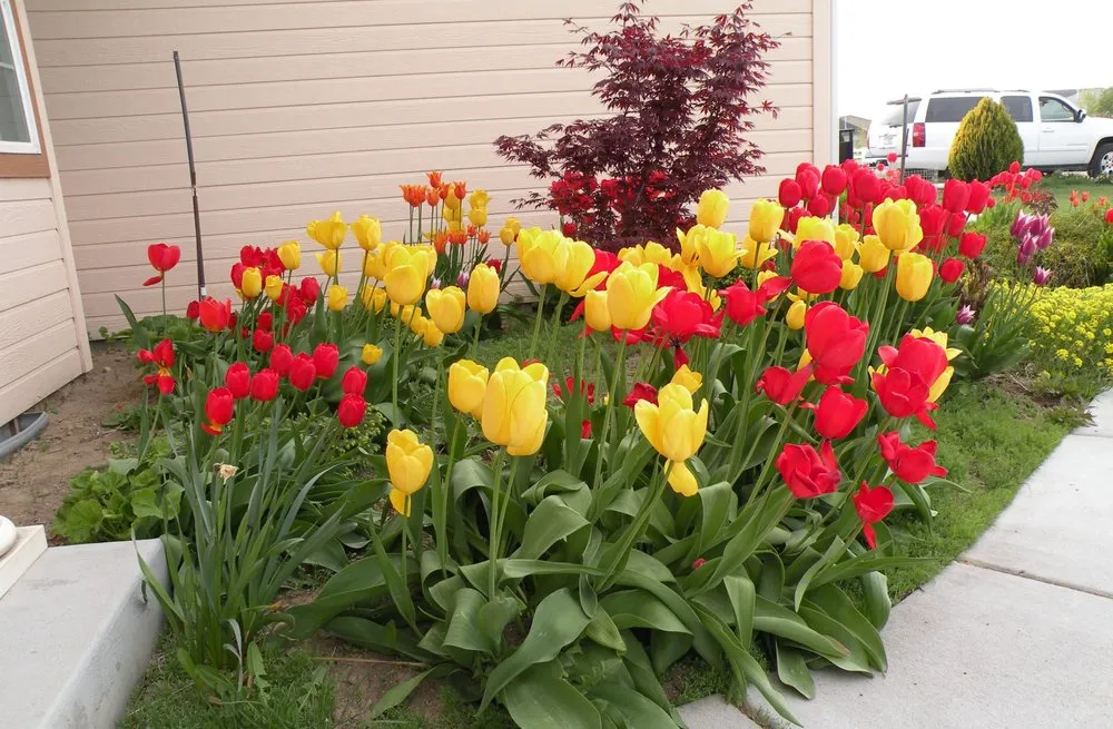 Slide of Bush's Lawn Sprinkler