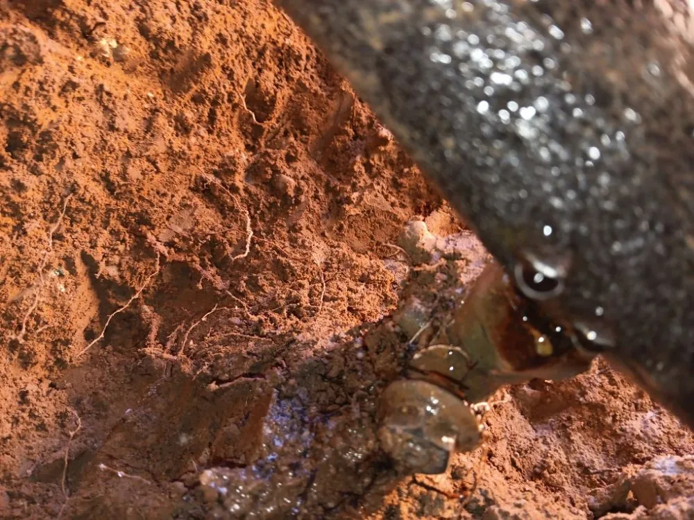 Emergency leak detection in Albuquerque, NM by Butler Mechanical Repair Service