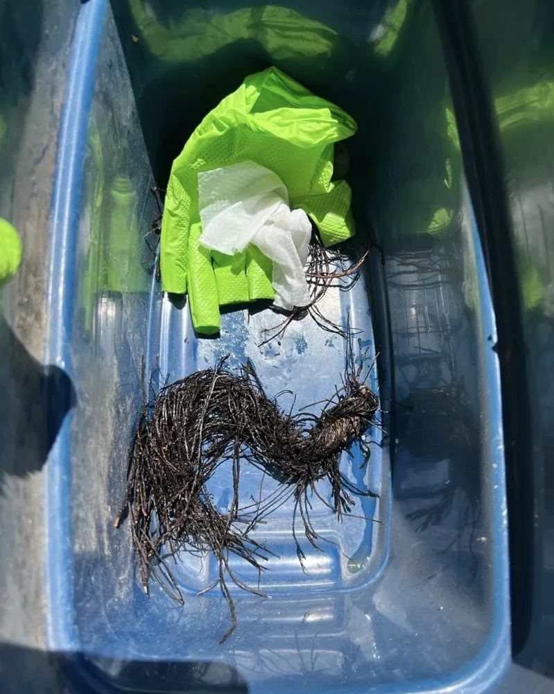 Slide of Call of Dooty