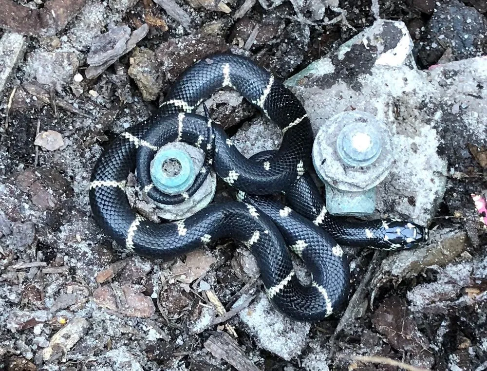 Slide of Carolina Backflow Specialties