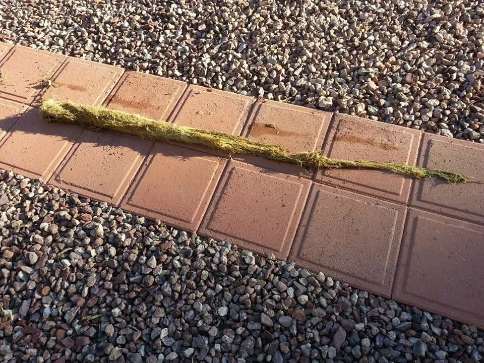 Reliable drain cleaning experts serving Phoenix, AZ - Champion Plumbing & Rooter