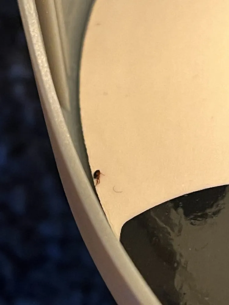 Slide of Charisma Property Management