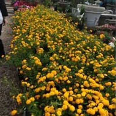 Slide of Cheap-O Contractors