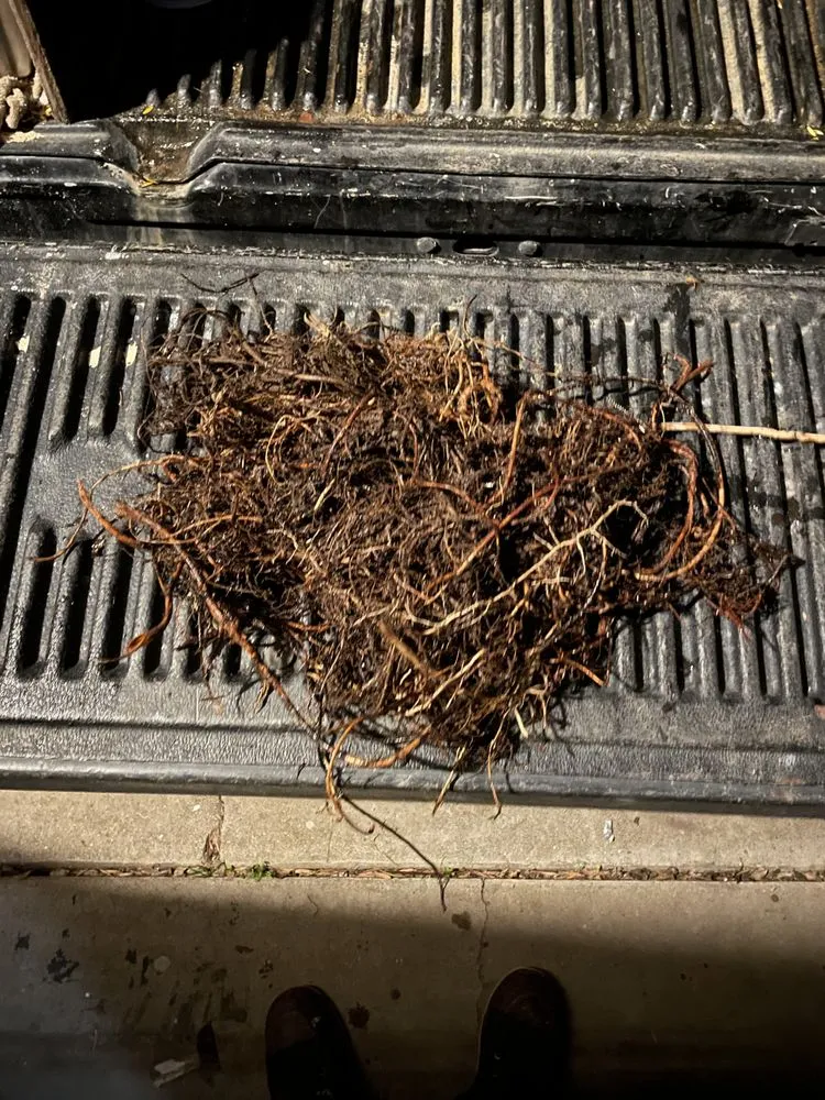 Slide of Chula Vista Rooter Sewer and drain cleaning service