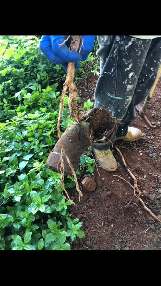 Slide of Clog Busters Kauai