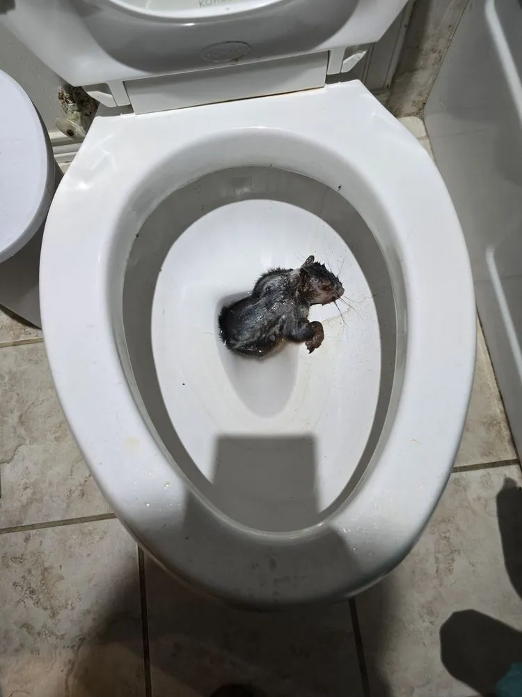 Slide of Clogg Crunchers