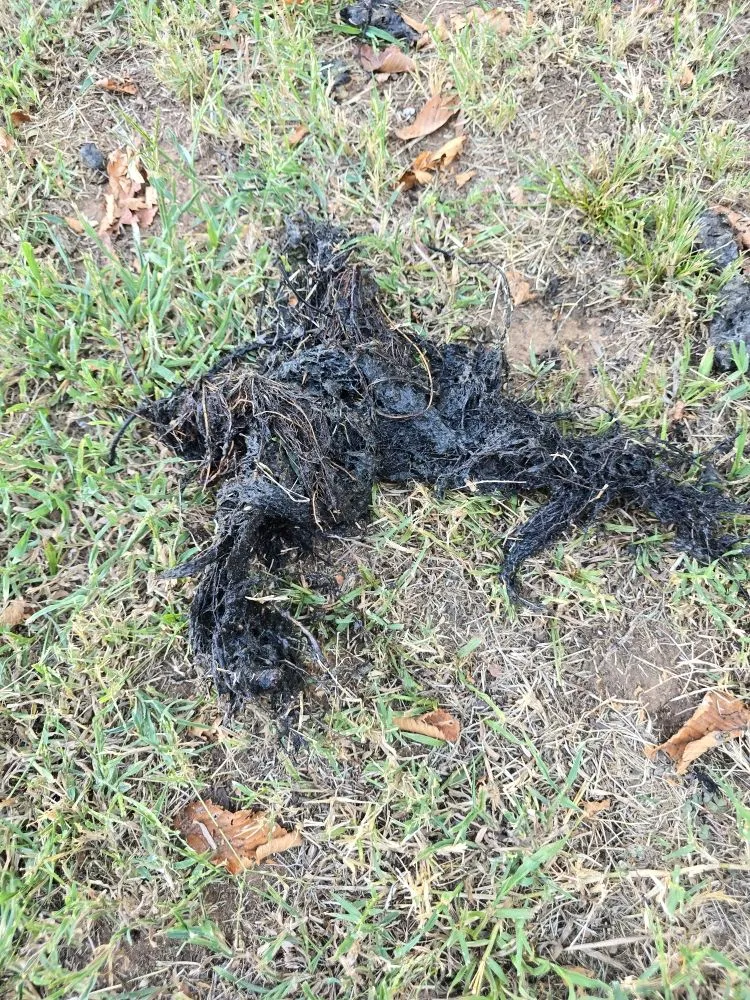 Slide of Clogg Crunchers