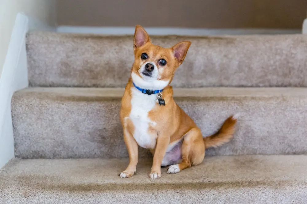 Slide of Complete Choice Repair