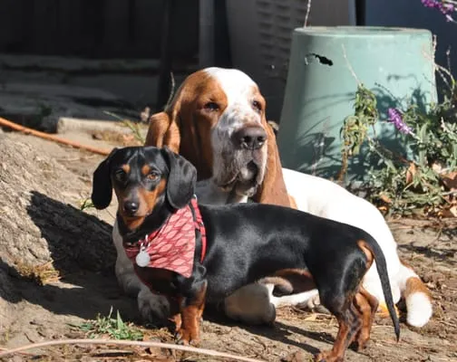 Cowden Plumbing Logo