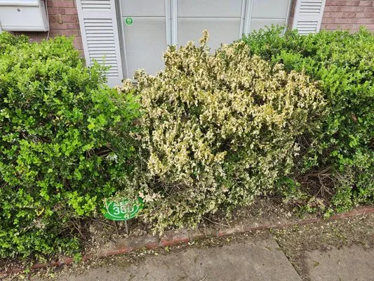 Crawford Service Logo