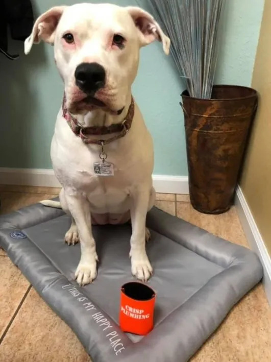 Slide of Crisp Plumbing, Inc.