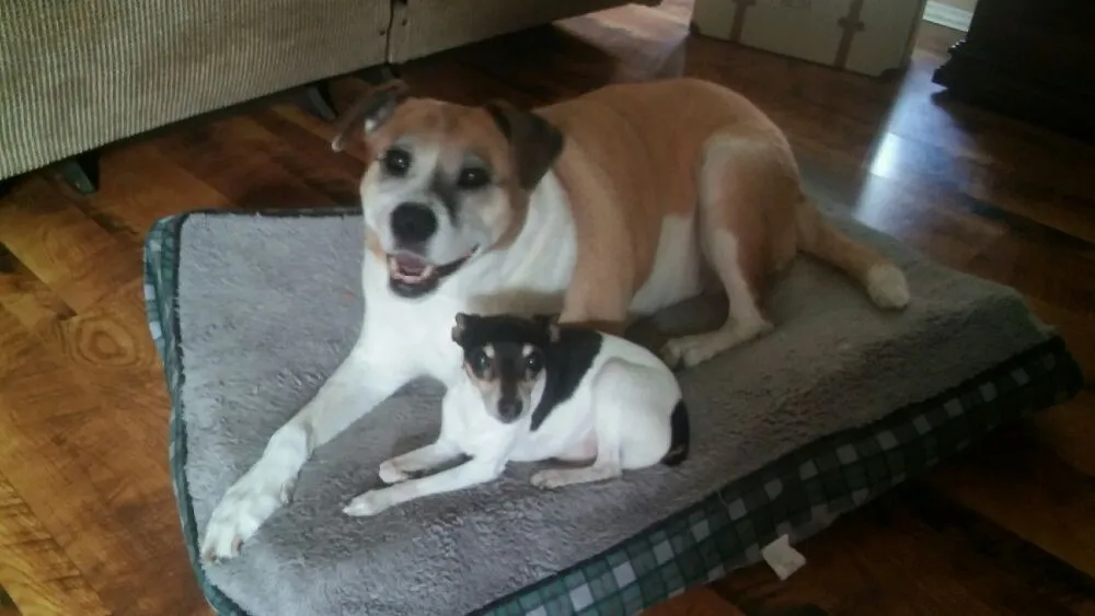 Slide of CSI Inspections/backflow Testing