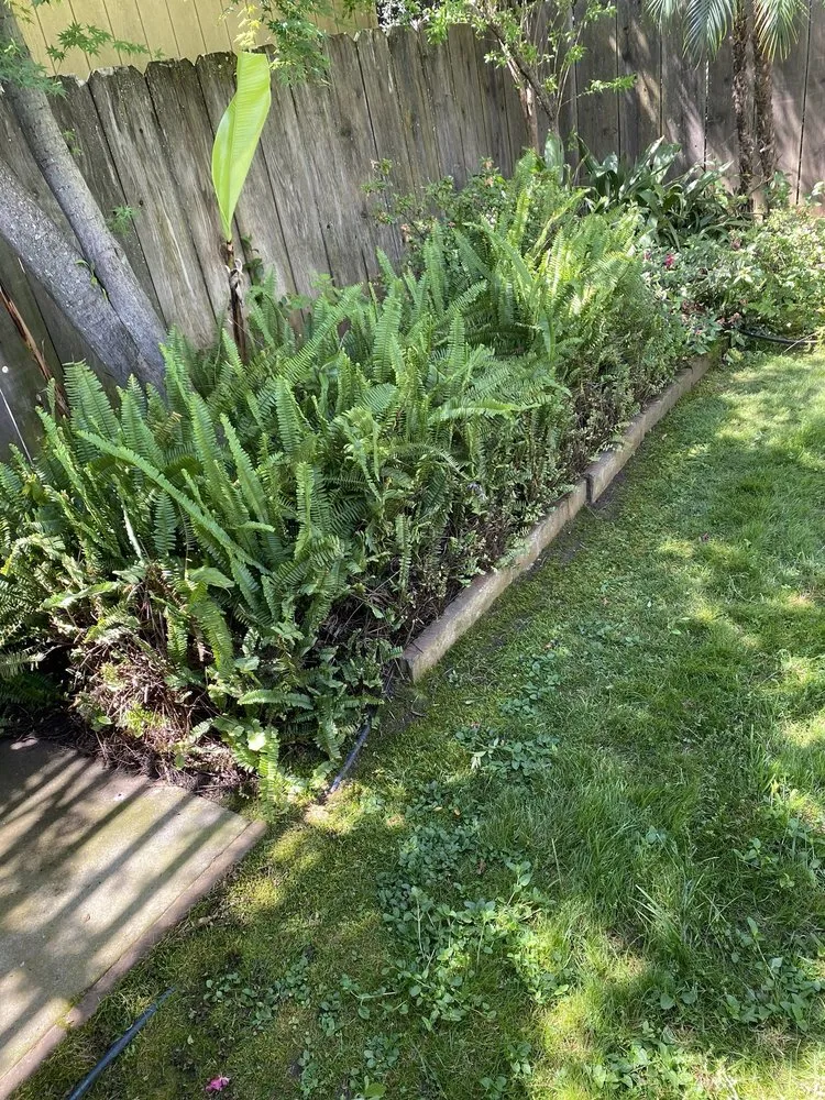 Slide of Damian Yard And Arbol Service