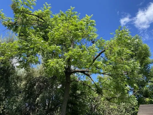 Damian Yard And Arbol Service Logo