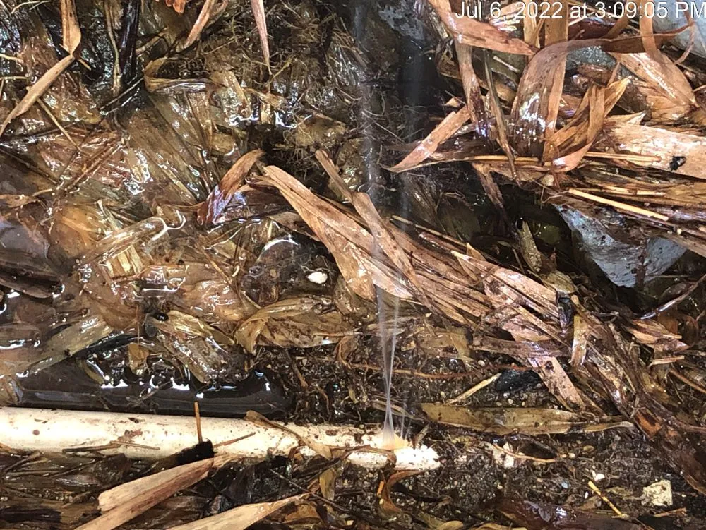 Slide of Dave The Leak Guy