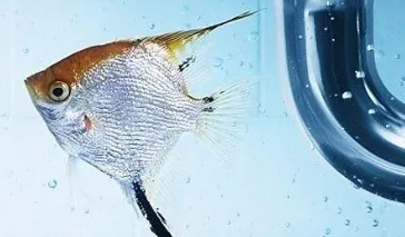 Slide of Dave The Plumber