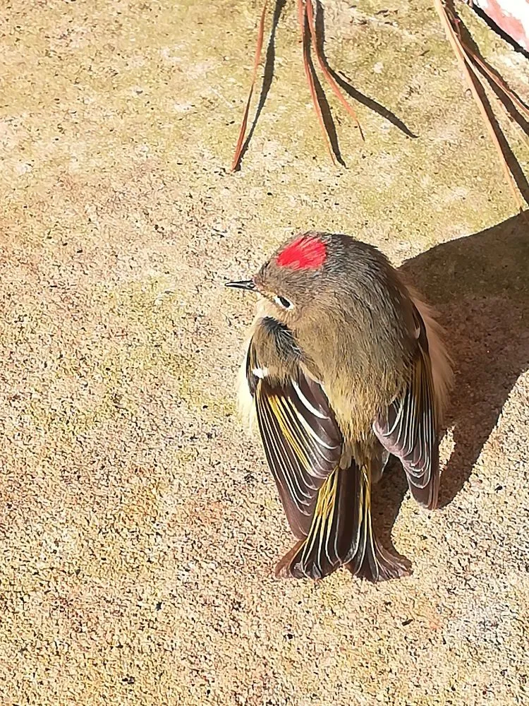 Slide of Davis Plumbing