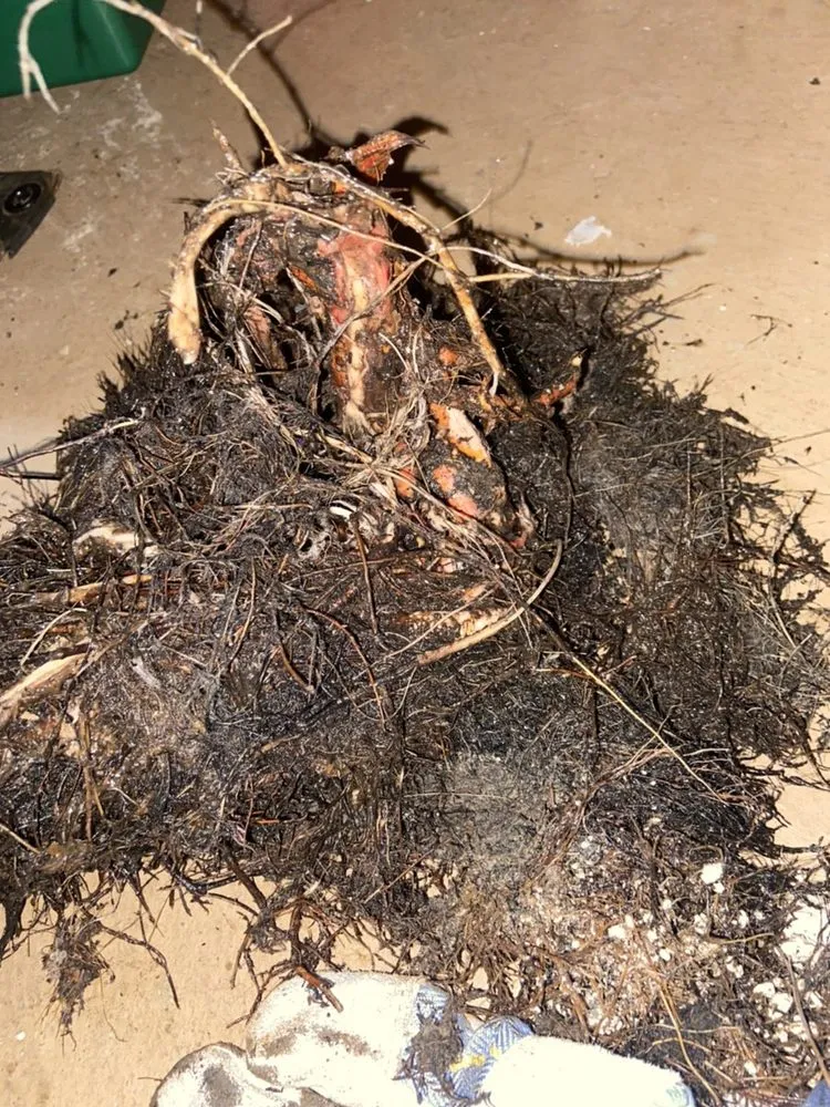 Slide of DC Annis Sewer