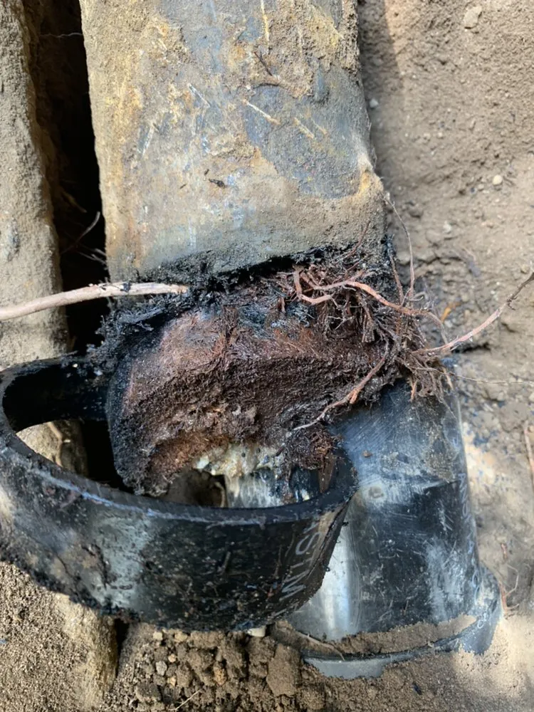 Slide of Dead Mouzz Design and Rooter