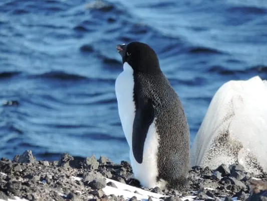 Deale Plumbing - Pensacola Plumber Logo