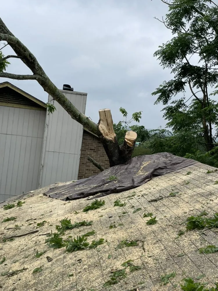 Slide of Dennis Trees service