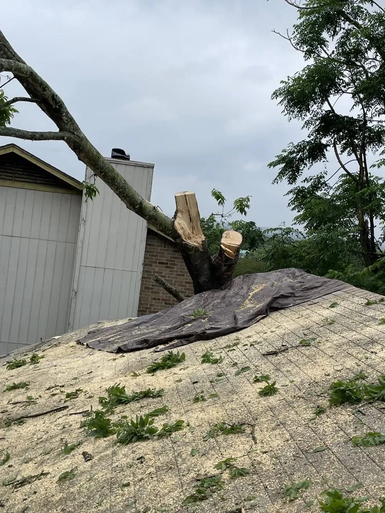 Slide of Dennis Trees service