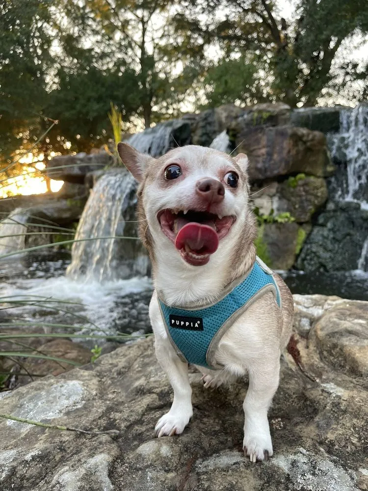 Slide of Denton Lawn Sprinkler