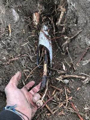 Diamond Plumbing & Pressure Washing Logo