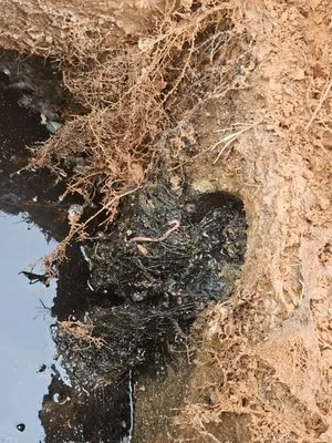 Discount Drain Cleaning Logo