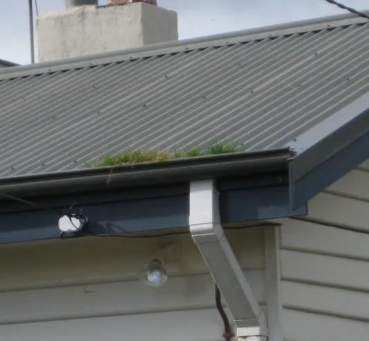 Slide of DNA Roofing