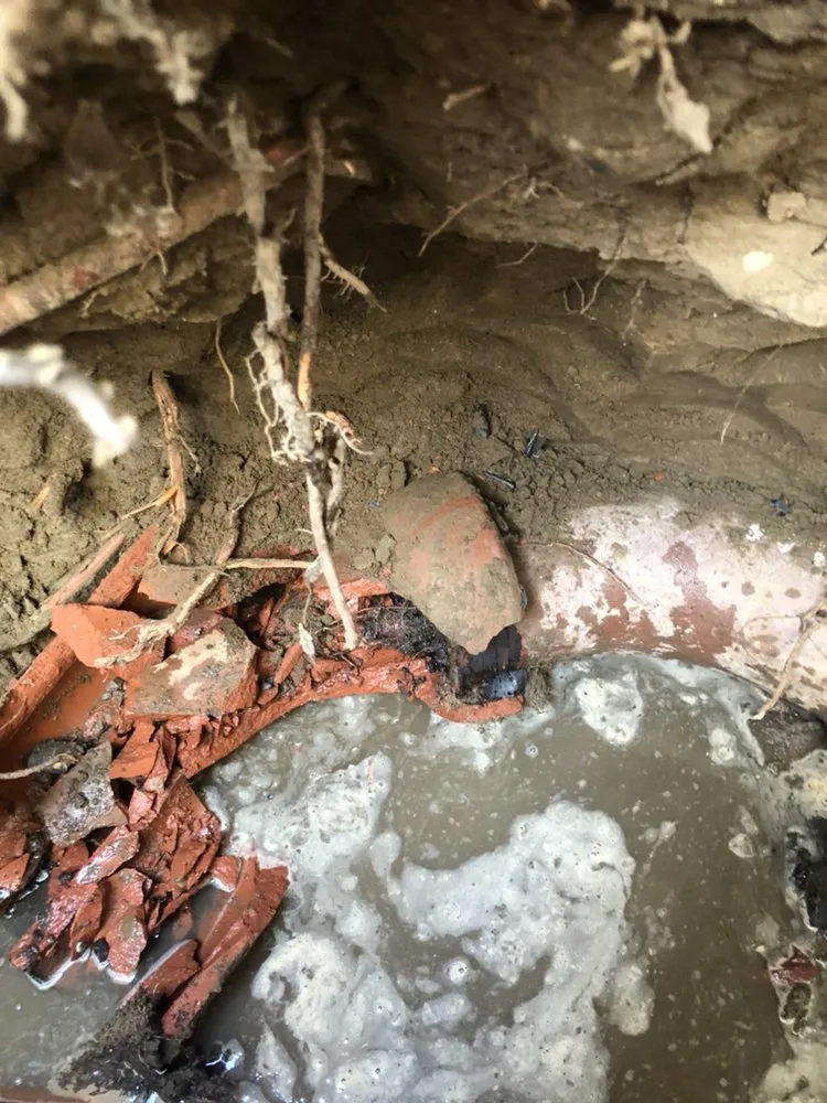 Slide of Doctor Rooter