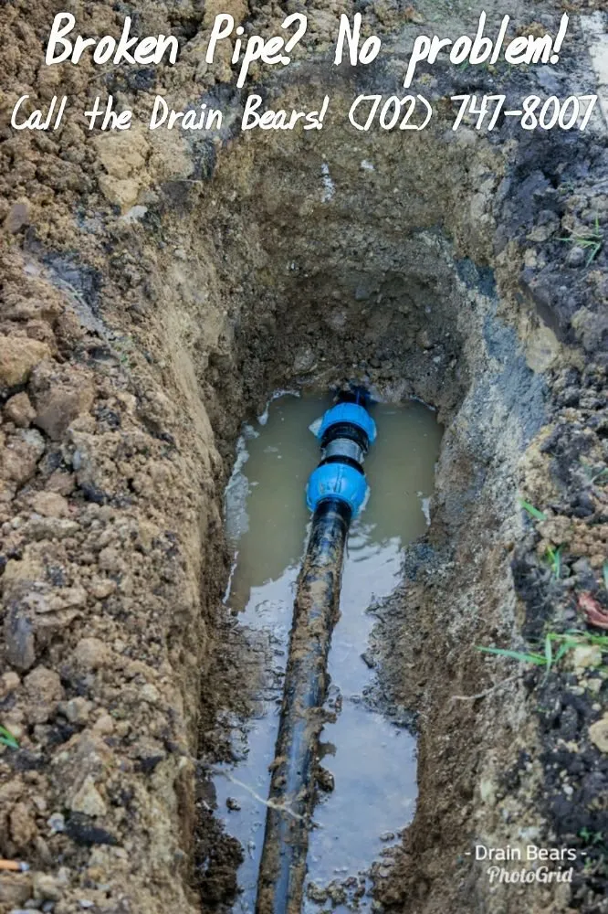 Slide of Drain Bears