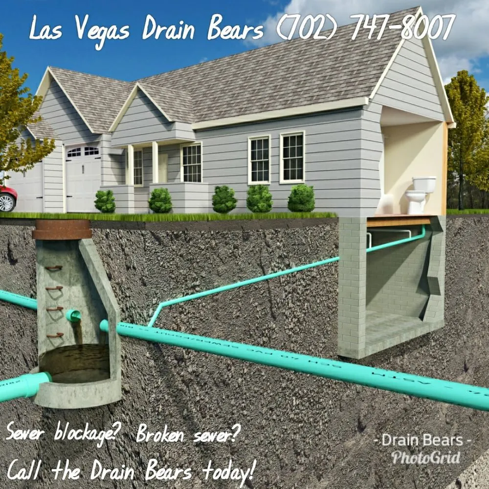 Slide of Drain Bears