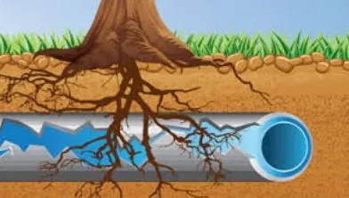 Slide of Drain Bears