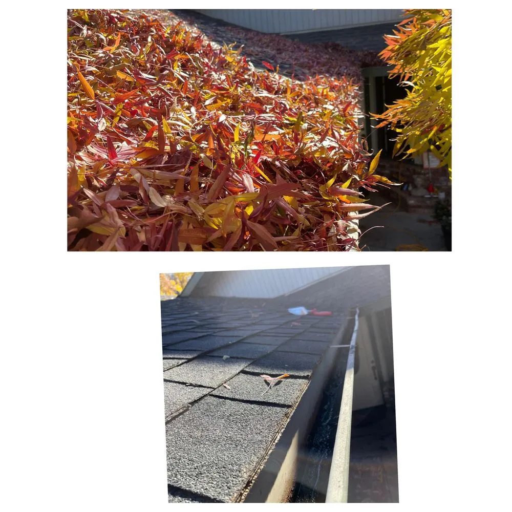 Slide of Drain Dogs and Gutters