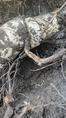 Drain Flo Plumbing Logo