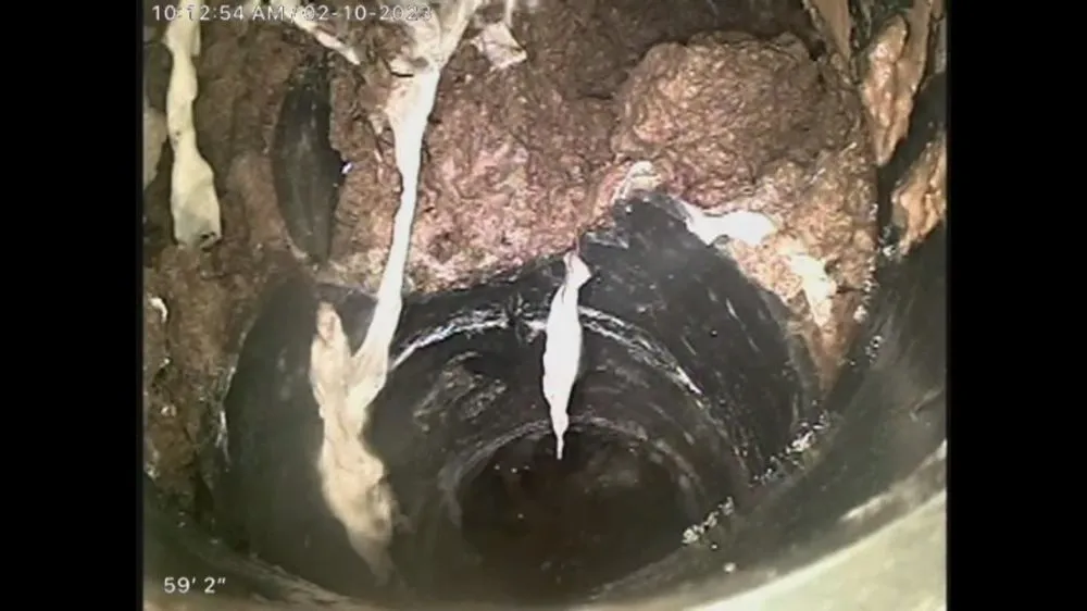 Slide of Drain Hound