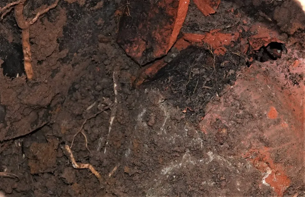 Slide of Drain Town Rooter