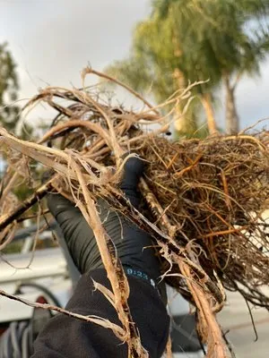 Drains & Jetting Logo